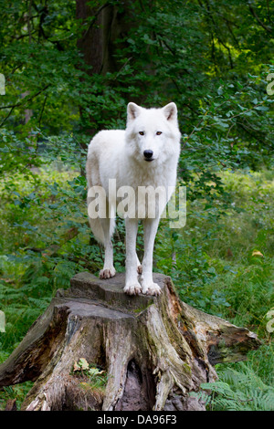 Canis lupus albus, Tundra, wolf, alpha leader, animal, tree stump, white Stock Photo