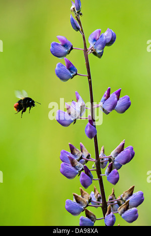 A red tailed bumble bee pollinates a flower July 5, 2013 in Boeblingen, Germany. Stock Photo