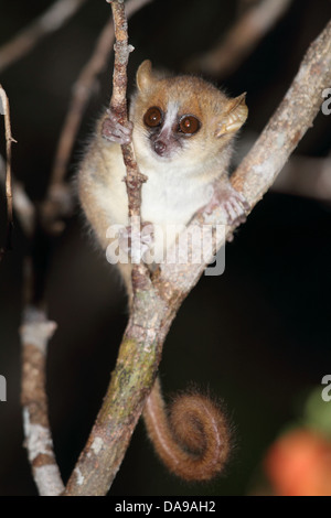 animal, primate, mammal, lemur, Mouse Lemur, Lemur, endemic, nocturnal, dry, deciduous, forest, Daraina, Madagascar, Africa, isl Stock Photo