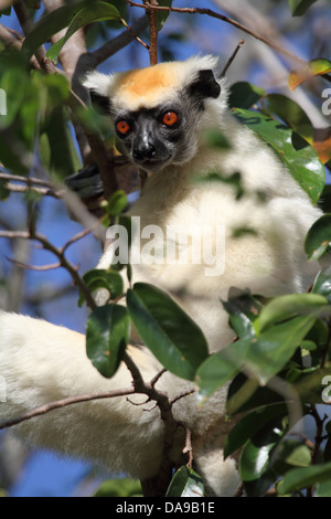 animal, primate, mammal, lemur, sifaka, Tattersall's sifaka, Golden-crowned sifaka, endemic, nocturnal, dry, deciduous, forest, Stock Photo
