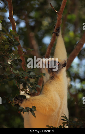 animal, primate, mammal, lemur, sifaka, Tattersall's sifaka, Golden-crowned sifaka, endemic, nocturnal, dry, deciduous, forest, Stock Photo