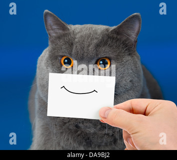 funny cat portrait with smile on card Stock Photo