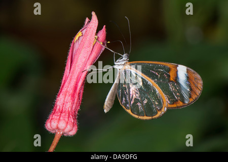 A Clearwing butterfly feeding Stock Photo