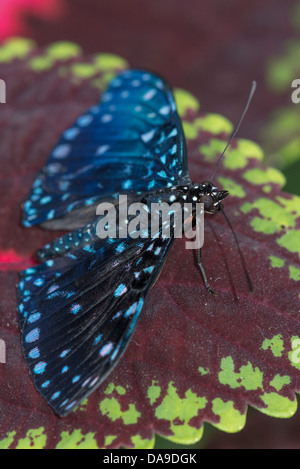 A Starry Cracker butterfly Stock Photo