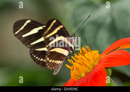 A Zebra Longwing butterfly feeding Stock Photo