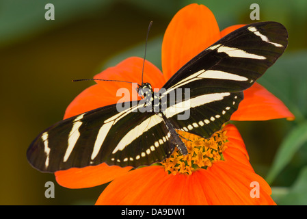 A Zebra Longwing butterfly feeding Stock Photo