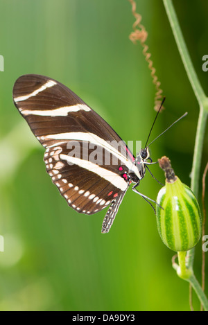 A Zebra Longwing butterfly at rest Stock Photo