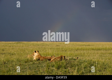 Pride of lions under rainbow, Masai Mara, Kenya Stock Photo