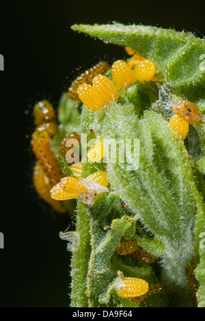 Larvae and eggs of the Common Postman butterfly Stock Photo
