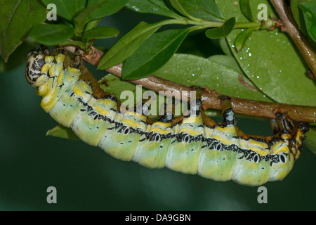 Owl Moth, Brahmaea wallichii, Brahmaeidae, Lepidoptera. South-east Asia ...