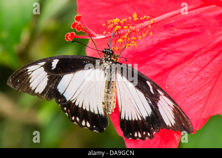 An African Swallowtail butterfly feeding Stock Photo