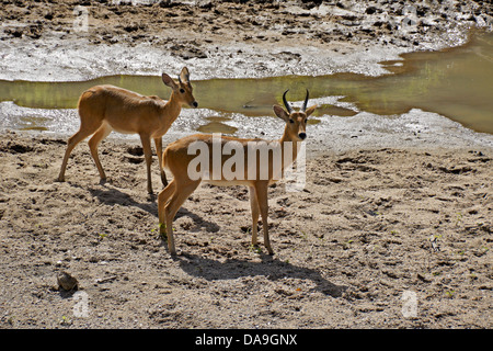 Male reedbucks in riverbed, Masai Mara, Kenya Stock Photo