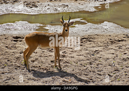 Male reedbuck in riverbed, Masai Mara, Kenya Stock Photo