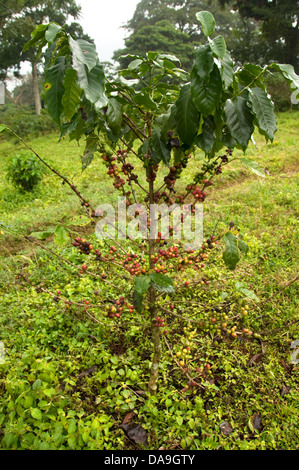 Coffee plantation, Bebeka, Southern Ethiopia Stock Photo - Alamy