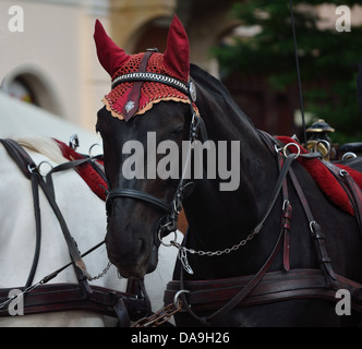Black horse in devils hat Stock Photo