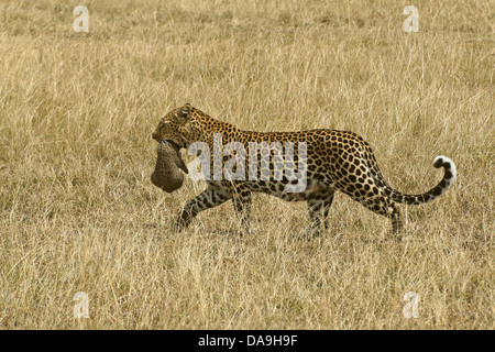 Female African leopard carrying cub in mouth, Masai Mara, Kenya Stock Photo