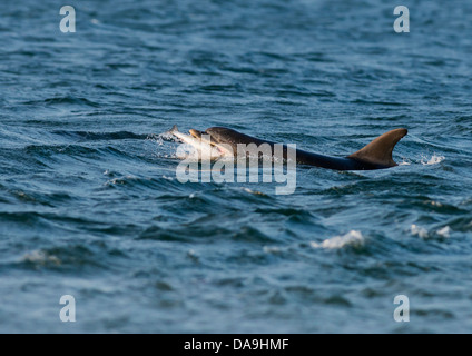 Bottlenose Dolphin with Salmon at Chanonry Point, Scotland Stock Photo