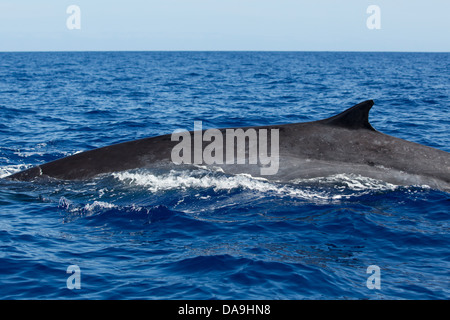 Fin Whale, Balaenoptera physalus, Finnwal, back with dorsal fin visible, Lajes do Pico, Azores, Portugal Stock Photo