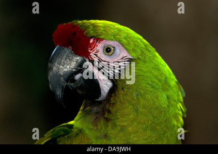 military macaw, ara militaris, macaw, bird, green Stock Photo
