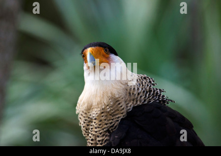 crested caracara, polyborus plancus, caracara, bird Stock Photo