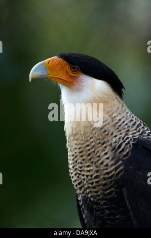 crested caracara, polyborus plancus, caracara, bird Stock Photo