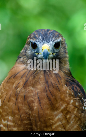 red, shouldered hawk, buteo lineatus, hawk, portrait Stock Photo