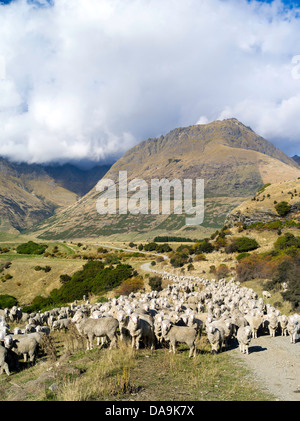 Sheep from the Walter Peak Station, surrounded by mountains and set off by clouds and blue sky on an autumn day. Stock Photo