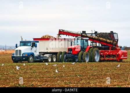 A large tractor and semi-truck digging and loading sugar beets from a large field as seagulls feast on the uprooted earthworms. Stock Photo