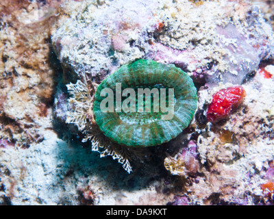 Polyp of scolymia wellsi coral underwater, Abrolhos, Bahia, Brazil Stock Photo