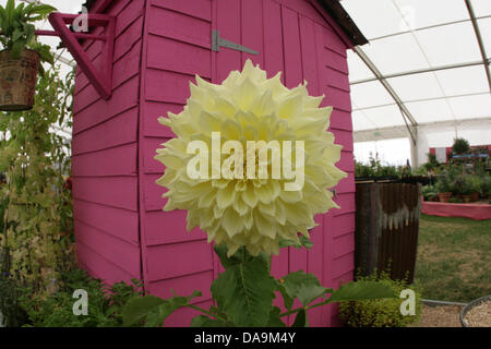 London, UK. 8th July, 2013. Dahlia in front of pink shed. shed RHS Hampton Court Palace Flower Show. Credit:  martyn wheatley/Alamy Live News Stock Photo