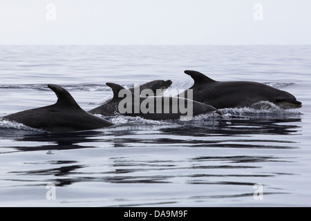 Bottlenose Dolphin, Tursiops truncatus, Großer Tümmler, group surfacing together, Lajes do Pico, wild dolphins, Portugal Stock Photo