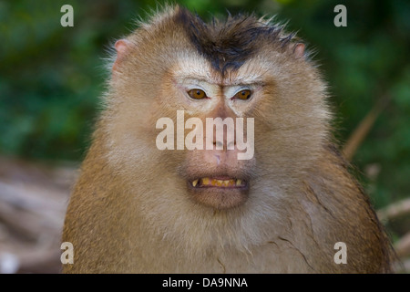 Monkey, Asian, Asia, outside, young, national park, primates, Rhesus monkey, rhesus macaque, bandar, Macaca mulatta, Nam Cat, Vi Stock Photo