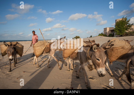man herding donkeys Stock Photo