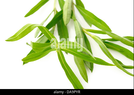 tarragon twig fragment isolated on white background Stock Photo