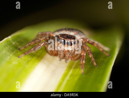 jumping spider on a leaf Stock Photo