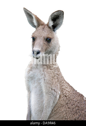 a eastern grey kangaroo on white background Stock Photo