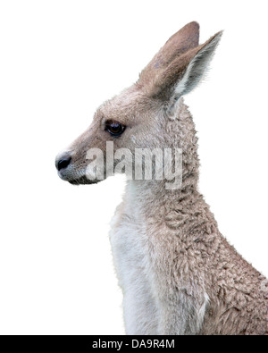 a eastern grey kangaroo in profile on white background Stock Photo