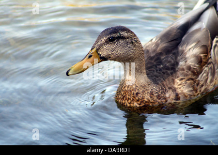 Juvenile Mallard drake swimming in shallow water Stock Photo - Alamy