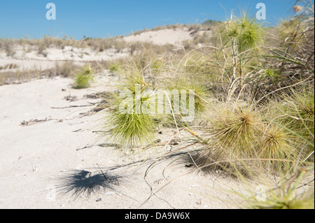 The spiky inflorescences of beach spinifex (Spinifex longifolius), commonly found growing on sand dunes on the Kimberley coast. Stock Photo