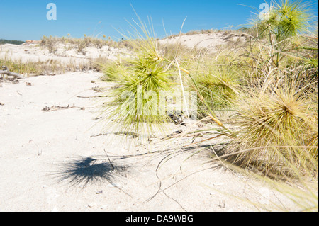 The spiky inflorescences of beach spinifex (Spinifex longifolius), commonly found growing on sand dunes on the Kimberley coast. Stock Photo