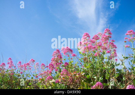 Red valerian shrub in full blossom against sunny sky Stock Photo