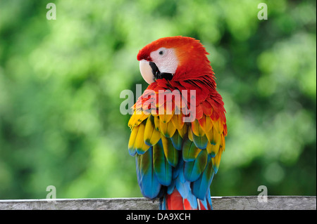 Peru, Amazon, Macaw, parrot, bird, colour, jungle, wildlife, Stock Photo
