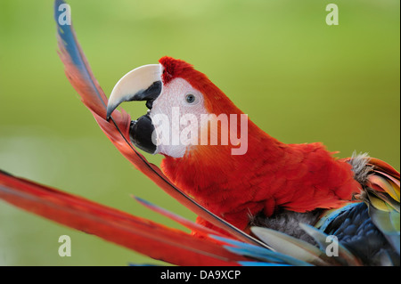Peru, Amazon, Macaw, parrot, bird, colour, jungle, wildlife, feather, feathers, Stock Photo