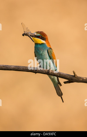 European bee eater (Merops apiaster) perching on a branch holding a freshly caught dragon fly Stock Photo
