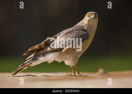 Eurasion sparrowhawk (Accipiter nisus) side view Stock Photo