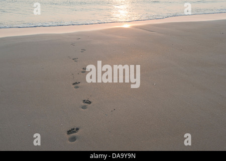 Footprints on a beach walking towards the sea at sunrise. Bamburgh, Northumberland, England Stock Photo