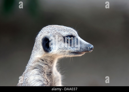 Meerkat Suricate Suricata suricatta cute © Doug Blane Stock Photo