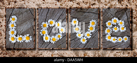 pretty daisies spelling the word love on a textured panoramic background, created using 5 separate images, valentines day Stock Photo