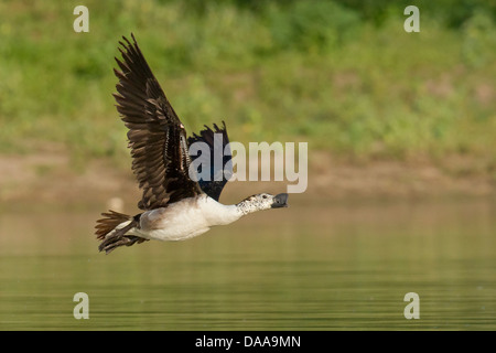 Knob-billed Duck (Sarkidiornis melanotos) or Comb Duck in flight Stock Photo