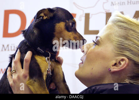 Jack-Russell-Chihuahua mix Floppy looks at his mistress during the 'Doglife' dog fair in Muenster, Germany, 20 January 2011. Dancing with dogs has become a trend in Germany. The so-called dog dancing is, according to news coverage by the organiser of the fair, Doglive, about the become a serious trend. Doglife takes place from 22 to 23 January 2011. Photo: Friso Gentsch Stock Photo